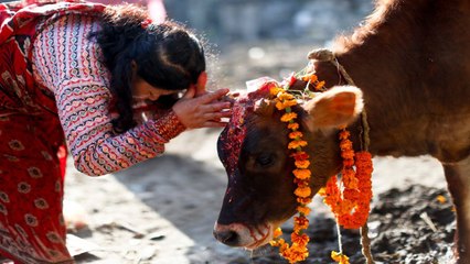Govatsa Dwadashi: गोवत्स द्वादशी के दिन गौ सेवा करने से दूर हो जाता है अकाल मृत्यु का भय | Boldsky