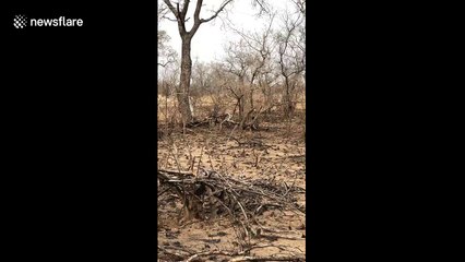 Leopard takes down baby antelope in lightning-fast attack in South Africa