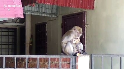 Touching moment wild monkey grooms tiny kitten