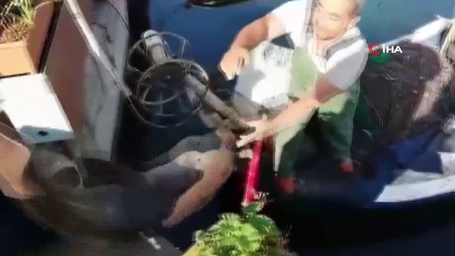 Mudanyalı balıkçılar dev köpek balığı yakaladı