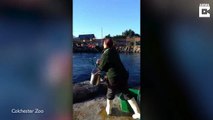 Zoo teaches incredible recycling-mad sea lions to pick up litter