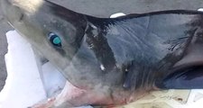 Mudanyalı Balıkçıların Yakaladığı Dev Köpek Balığı Endişe Yarattı