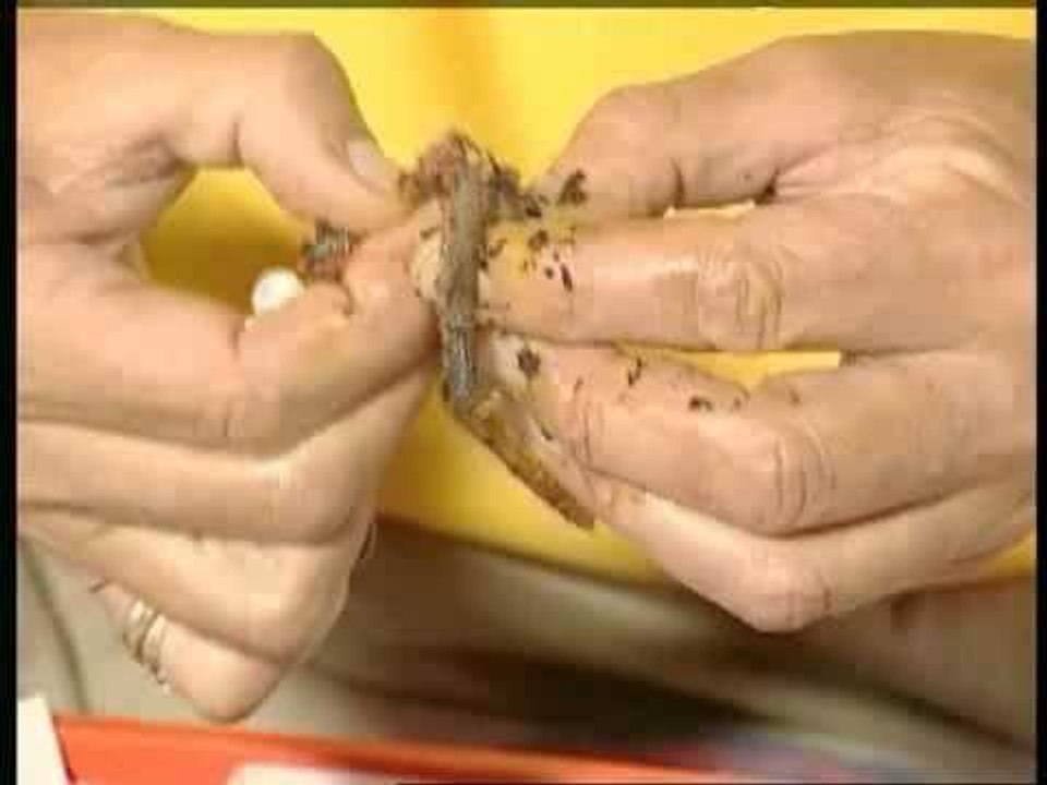 HOW TO USE RAGWORM