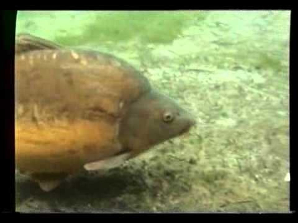 Carp Feeding