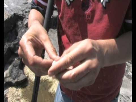 Sea Angler on Safari2