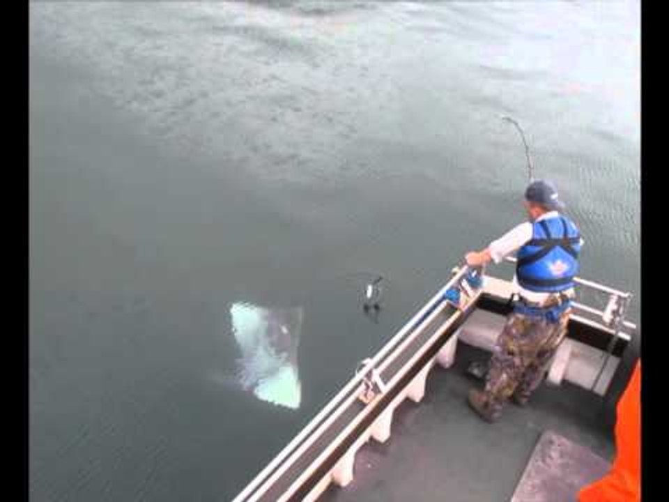 Sea fishing for huge skate out of Oban in Scotland