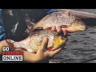 John Wilson's Top 10 Greatest catches - No. 4