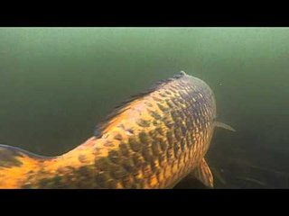 Underwater footage of carp being let go
