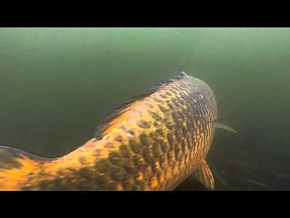 Underwater footage of carp being let go