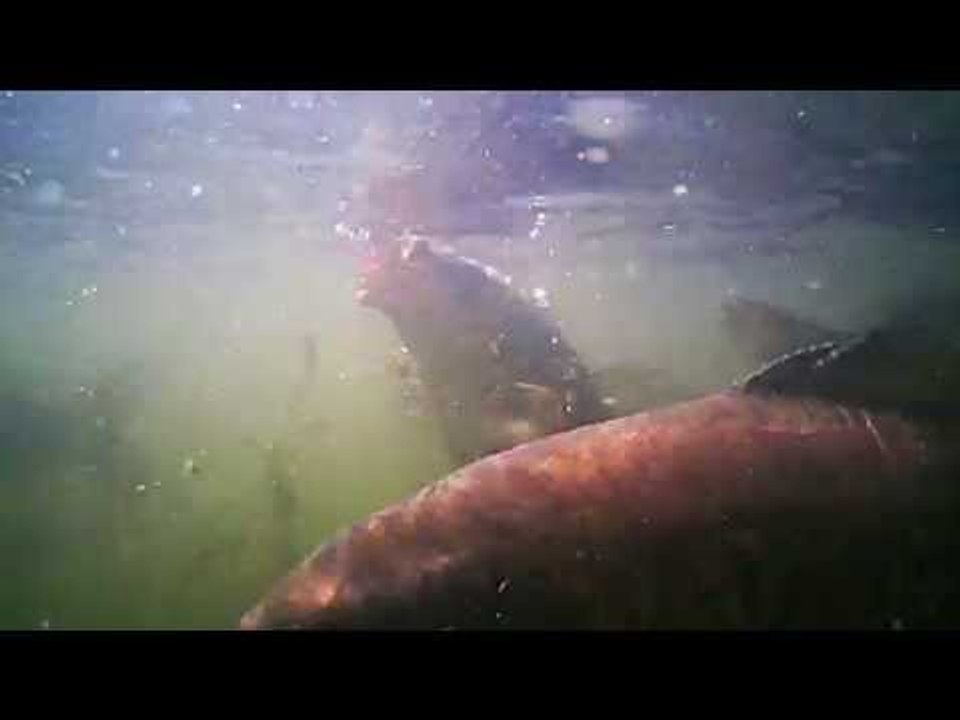 Carp feeding underwater