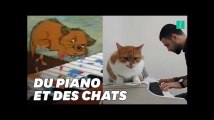 Les chats mélomanes de ce musicien ont quelque chose de spécial