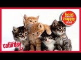 Kitten Cam at Battersea Dogs & Cats Home