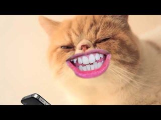 heat's Twitter Awards 2015 | Twitter Kittens: #Nofilterselfie