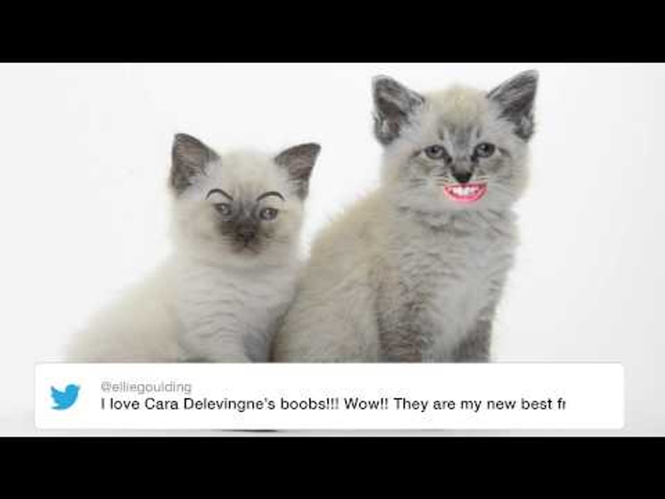 heat's Twitter Awards 2015 | Twitter Kittens: Ellie Goulding on Cara Delevingne's boobs!