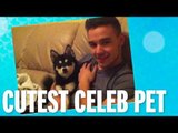 Liam Payne's dog Loki wins Cutest Celeb Pet - Twitter Awards 2015