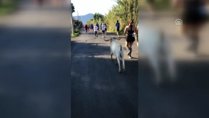 Sporcularla koşan keçi, ilgi odağı oldu (2) - MUĞLA