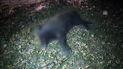 Otomobilin çarptığı domuz yavrusu telef oldu - SİVAS