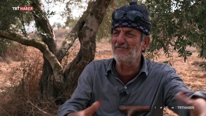 Filistin'in can damarı: zeytin