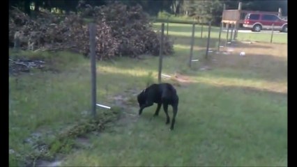 Ce chien se soulage sur une cloture... electrique