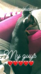 Peyton Royce - Peyton's Instagram Stories August 31st 2018 02