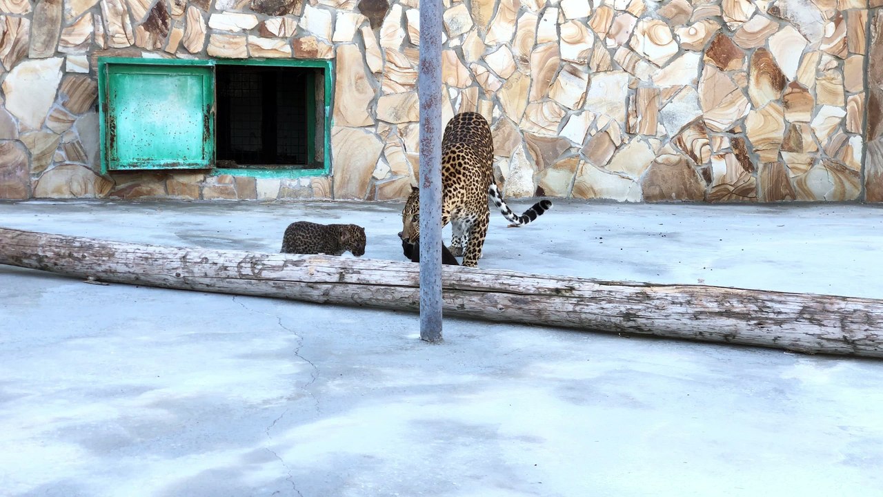 Leopard Kittens Run Away from Mom