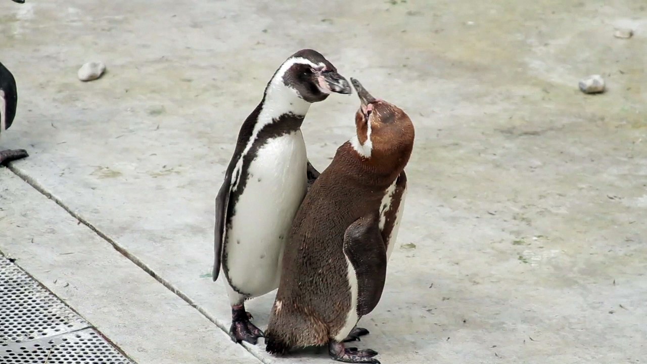 Manchots se disputant