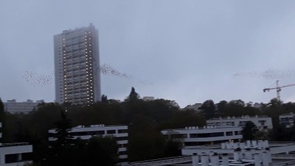 Etourneaux sansonnets 01 nov 18