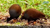 Loài Chim Không Ấp Trứng & Những Qủa Trứng Nằm Sâu Dưới Lòng Đất