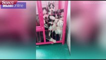 Yavru köpeklerin kafesine giren kedi neye uğradığını şaşırdı
