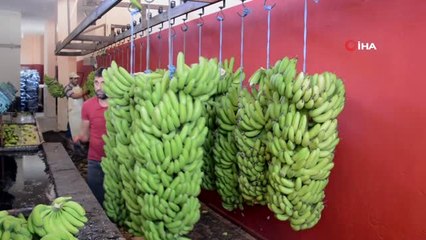 Muz Üreticilerinden Enflasyonla Mücadeleye Destek