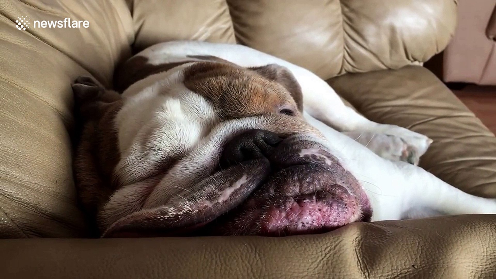 english bulldog snoring