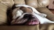Let sleeping dogs lie: Snoring English Bulldog refuses to wake up