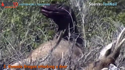KOMODO DRAGON ATTACKS & EATS ,Komodo vs komodo, buffalo, deer, cobra, pig