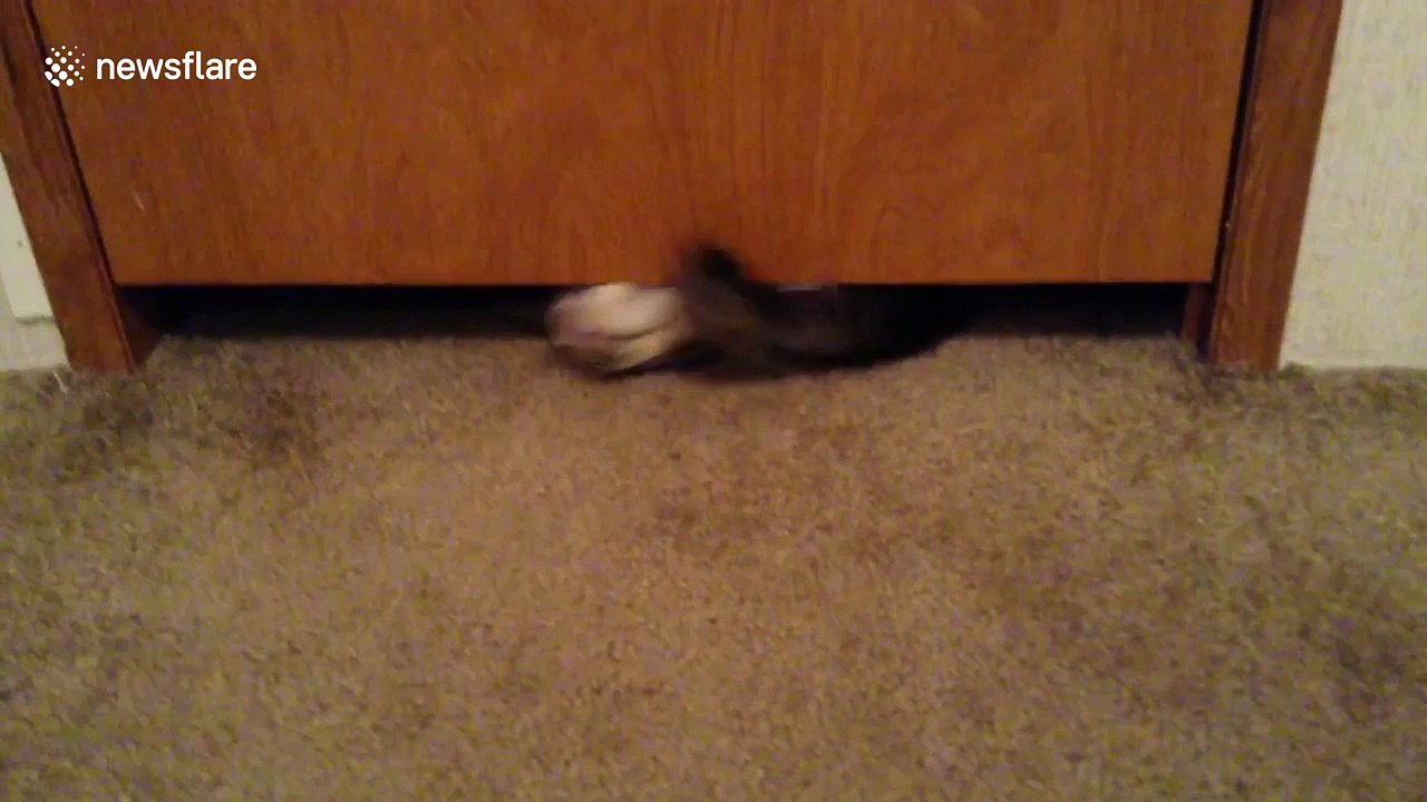 Adorable cat successfully squeezes himself under tiny gap below door