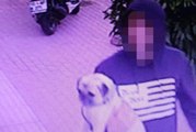 3 Dilde Komutları Anlayan Köpek Çalındı