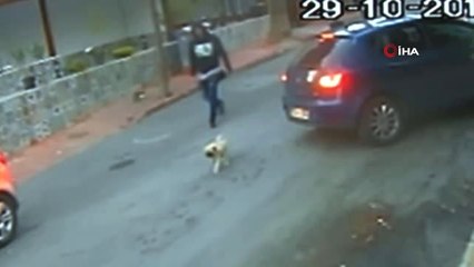 3 Dilde Eğitim Almış Köpek, Hırsızlık Kurbanı Oldu... Hırsızlık Anları Kamerada