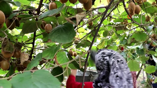 Yalova'da kivi hasadı başladı...Bu yıl rekolte beklentisi 25 bin ton kivi