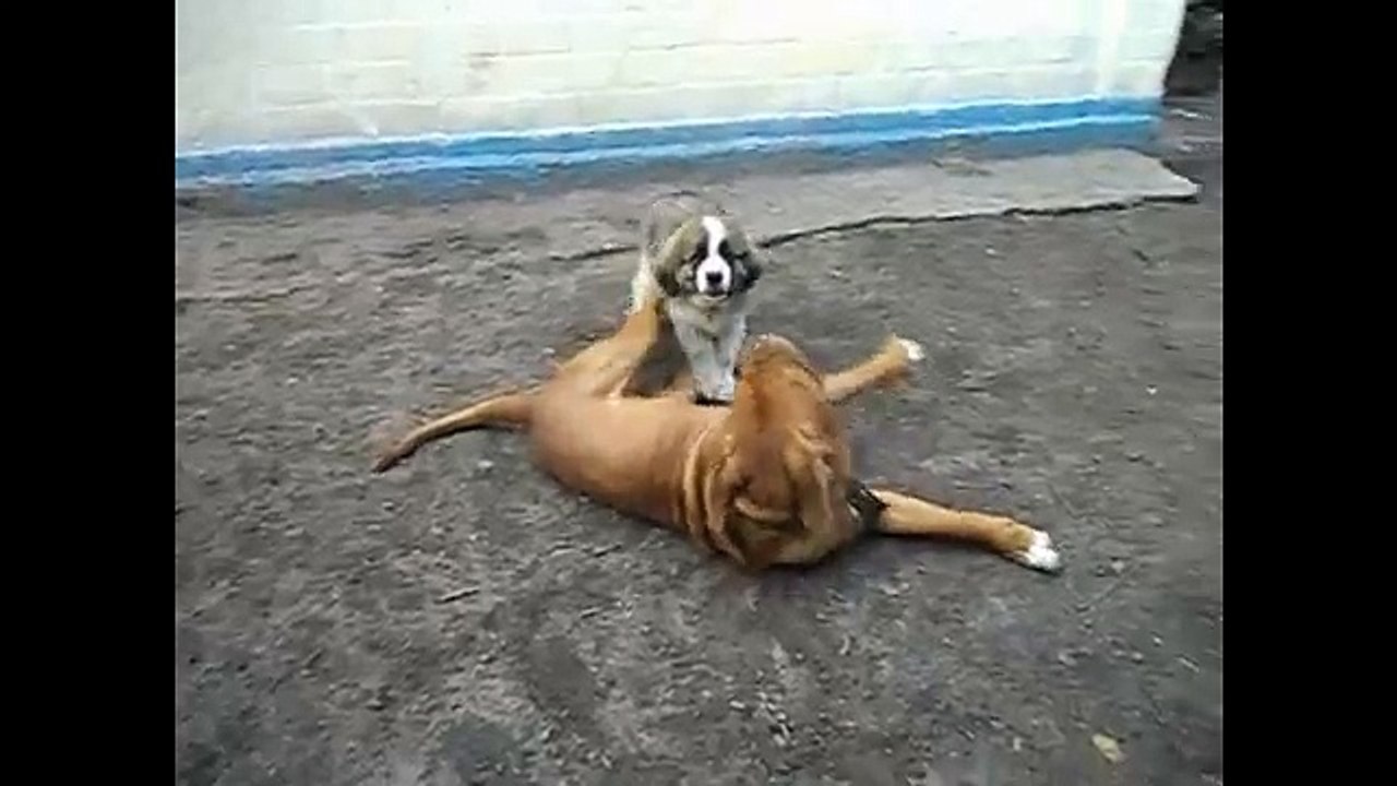 Mad and crazy Dogue de Bordeaux is the most positive and kind dog the best video with a mastiff