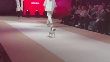 This Show Turns Into A Cat-Cat Walk