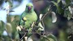 Intimate look at Rose-ringed Parakeet as it eats Ber or Zizyphus fruit