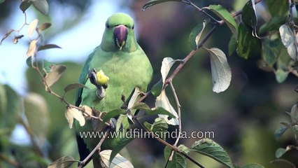 Intimate look at Rose-ringed Parakeet as it eats Ber or Zizyphus fruit