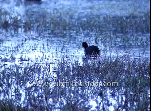 Little Egrets Coot and Grey Heron Aquatic Birds in Bharatpur