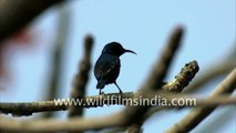 Male Purple sunbird perches on a tree