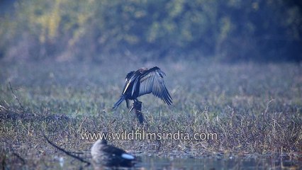 Orientel Darter basks in the sun at the Keoladeo National Park India