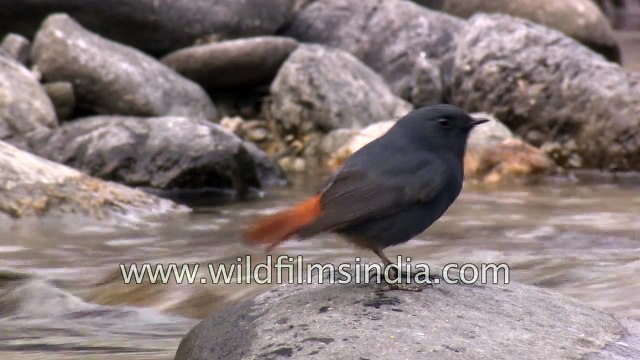 Plumbeous Redstart feeds in a Himalayan stream