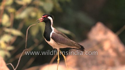 Red wattled lapwings make loud alarm calls in Delhi