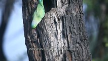 Rose-ringed Parakeet at tree hole nest in Bharatpur