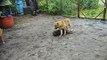 Superactive Doberman Pincher and Dogue de Bordeaux against the Central Asian Shepherd Dog game after rain