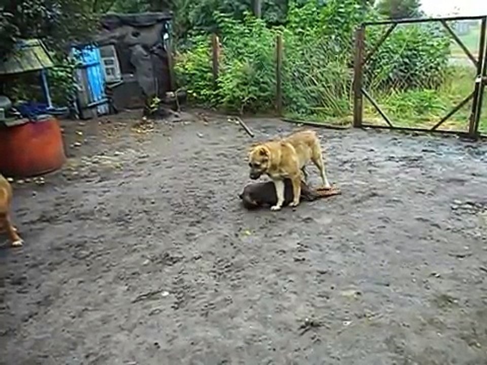 Superactive Doberman Pincher and Dogue de Bordeaux against the Central Asian Shepherd Dog game after rain