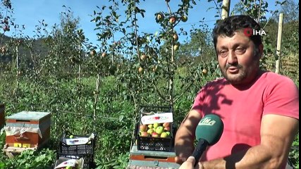 Amasya Elmasına Rakip Praziz Elmasının Hasadına Başlandı